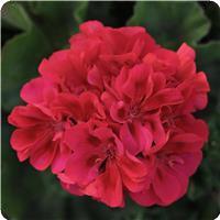 Fantasia&trade; Cranberry Sizzle Zonal Geranium