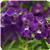 AngelMist&trade; Spreading Dark Purple Angelonia
