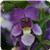 AngelMist&trade; Spreading Bluebird Angelonia