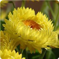 Dreamtime&trade; Jumbo Yellow Bracteantha