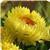 Dreamtime&trade; Jumbo Yellow Bracteantha