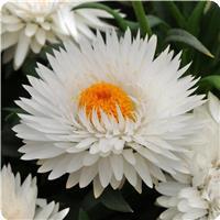 Dreamtime&trade; Jumbo Pure White Bracteantha