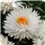 Dreamtime&trade; Jumbo Pure White Bracteantha
