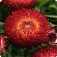 Dreamtime&trade; Jumbo Red Bracteantha