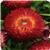 Dreamtime&trade; Jumbo Red Bracteantha