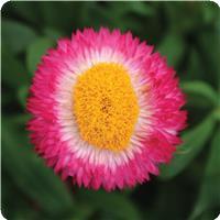 Dreamtime&trade; Jumbo Rose Bracteantha