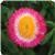 Dreamtime&trade; Jumbo Rose Bracteantha