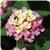 Landmark Rose Glow Lantana
