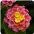 Landmark Sunrise Rose Lantana