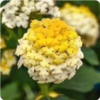Landmark Lemon Glow Lantana