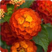 Landmark Red Lantana