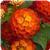 Landmark Red Lantana