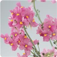 Aromatica Rose Pink Nemesia