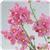 Aromatica Rose Pink Nemesia