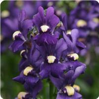 Aromatica Royal Blue Nemesia