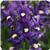 Aromatica Royal Blue Nemesia