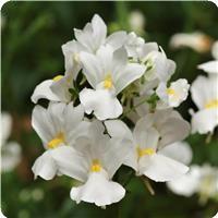 Aromatica White Nemesia