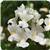 Aromatica White Nemesia
