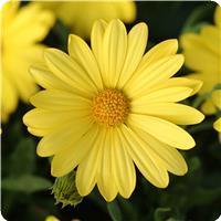 Voltage Yellow Osteospermum