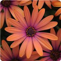 Serenity Bronze Osteospermum