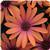 Serenity Bronze Osteospermum