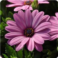 Serenity Pink Osteospermum