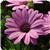 Serenity Pink Osteospermum