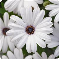 Serenity White Osteospermum