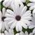 Serenity White Osteospermum