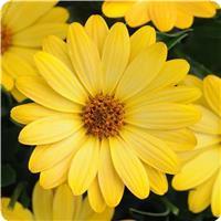 Serenity Deep Yellow Osteospermum