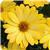 Serenity Deep Yellow Osteospermum
