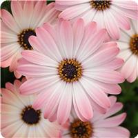 Serenity Pink Magic Osteospermum