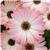 Serenity Pink Magic Osteospermum