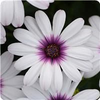 Serenity Lavender Frost Osteospermum