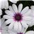 Serenity Lavender Frost Osteospermum