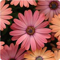 Serenity Rose Magic Osteospermum
