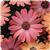 Serenity Rose Magic Osteospermum