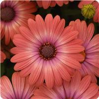 Serenity Coral Magic Osteospermum