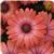 Serenity Coral Magic Osteospermum