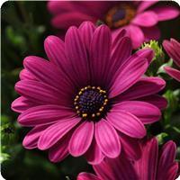 Serenity Dark Purple Osteospermum