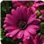 Serenity Dark Purple Osteospermum
