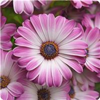 Serenity Pink Party Osteospermum
