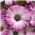 Serenity Pink Party Osteospermum