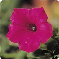 Tidal Wave&trade; Cherry Spreading Petunia