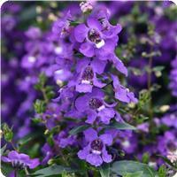 Serena&trade; Blue Angelonia
