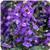 Serena&trade; Blue Angelonia