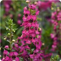 Serena Magenta Angelonia