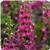 Serena Magenta Angelonia