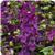 Serena&trade; Purple Angelonia