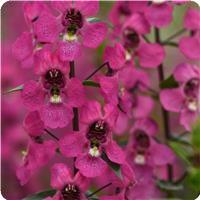 Serena Rose Angelonia